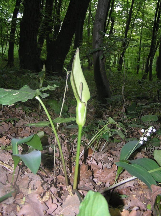 Arum cylindraceum displaying its distinctive cylindrical spatha and bright red berries