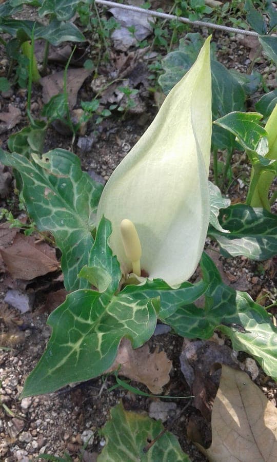 Italian arum with white flowers and glossy leaves in a shady woodland garden