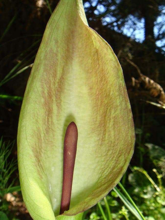 Spotted Lords-and-Ladies with characteristic purple spathes and green leaves with dark spots
