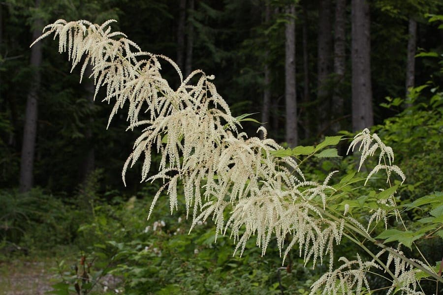 Goat's-beard in full bloom, showing feathery white plumes above lush green foliage in a shaded garden setting