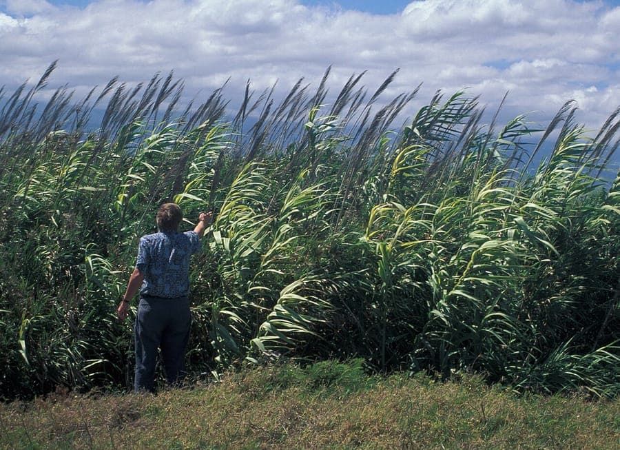 Arundo donax in full autumn growth along a pond edge, with silvery plumes swaying in the wind
