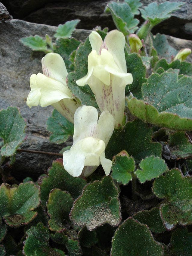 White-flowered trailing-snapdragon spilling over a stone wall in a garden setting