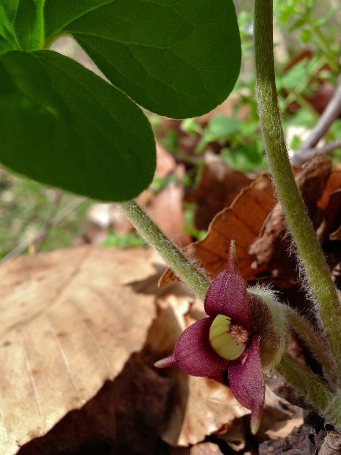 Canadese Haselwort met karakteristieke hartvormige groene bladeren en kleine roodbruine bloemen