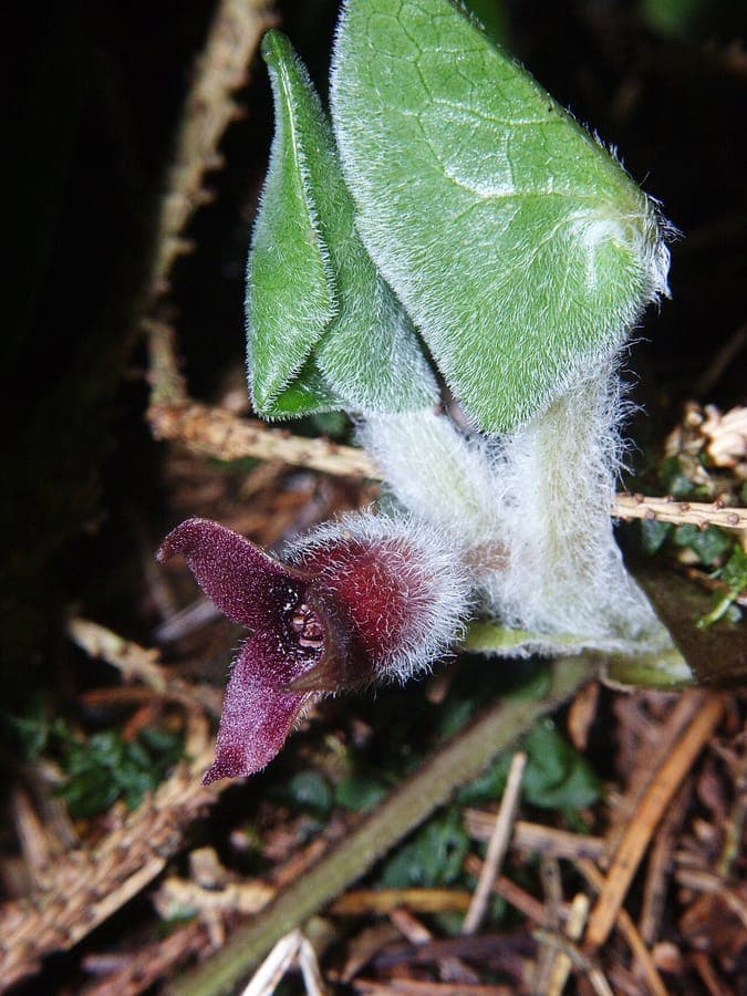 Asarum europaeum thriving in a shaded woodland garden