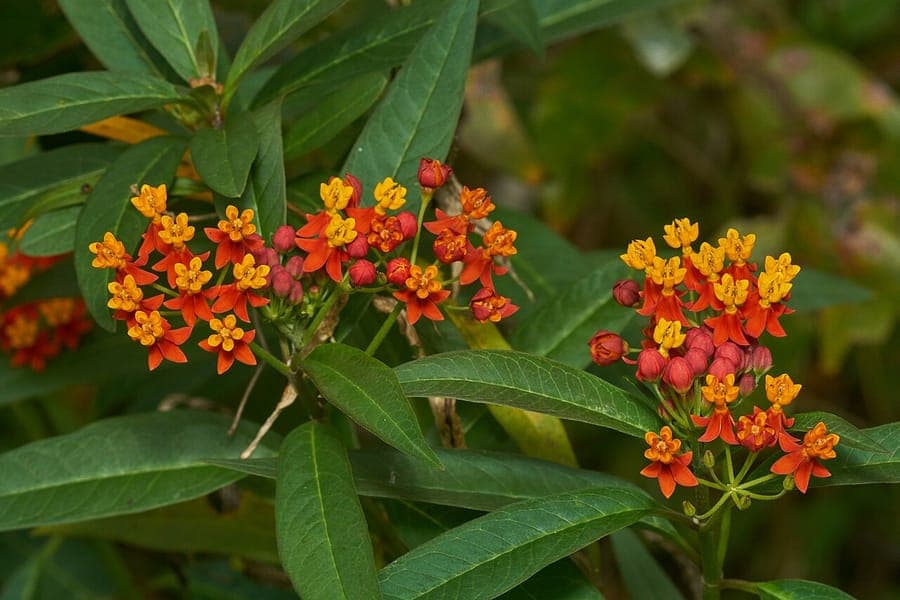 Red and orange clusters of Bastard ipecacuana in full bloom in a sunny garden bed