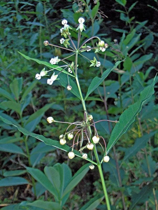 Asclepias exaltata displaying greenish flower clusters and developing seedpods