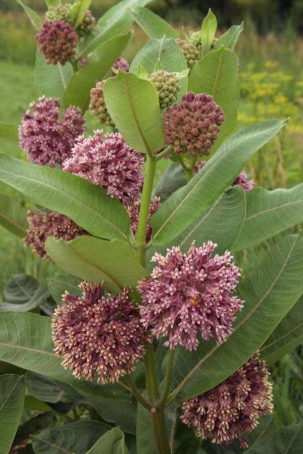 Zijdeplant in volle bloei met paarse bloemknoppen en vlinders eromheen