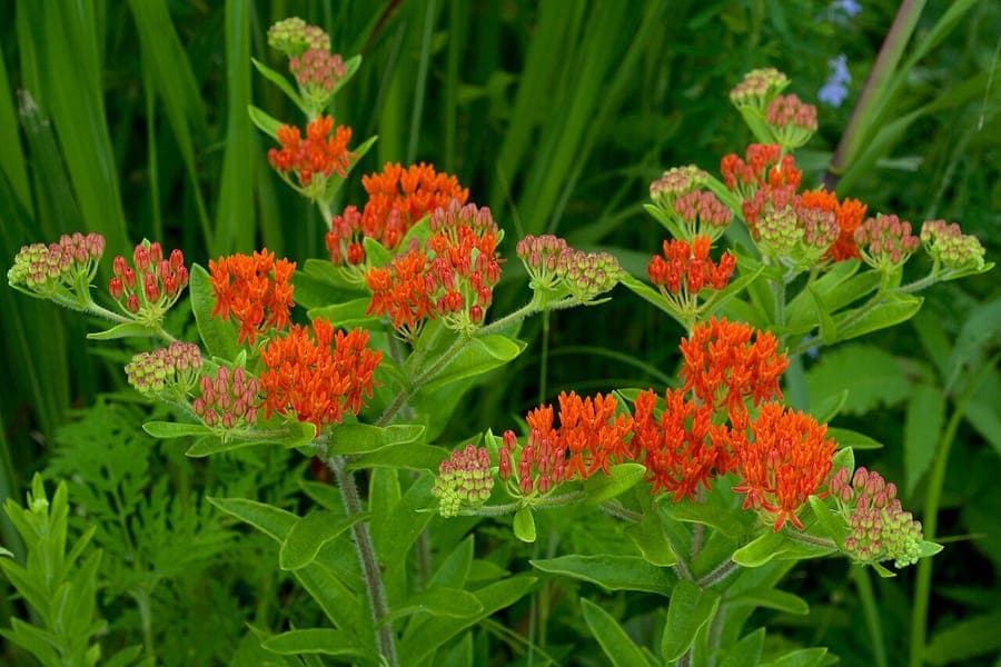Butterfly milkweed with vibrant orange flower clusters