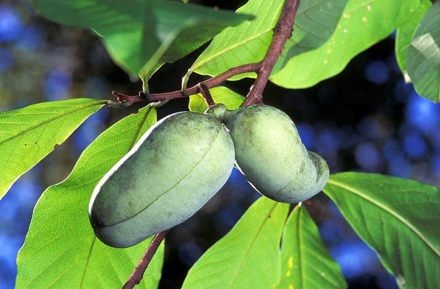 Indische Banaan boom met grote drupelobige groene bladeren en paarse bloemen in volle bloeibaarheid
