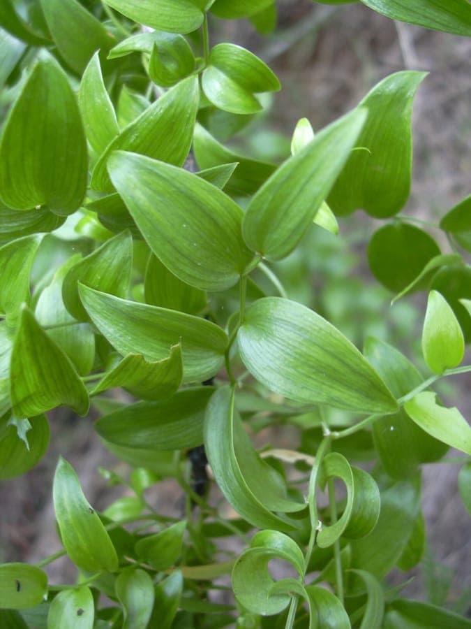 Bridal-creeper (Asparagus asparagoides) with characteristic fine needle-like leaves