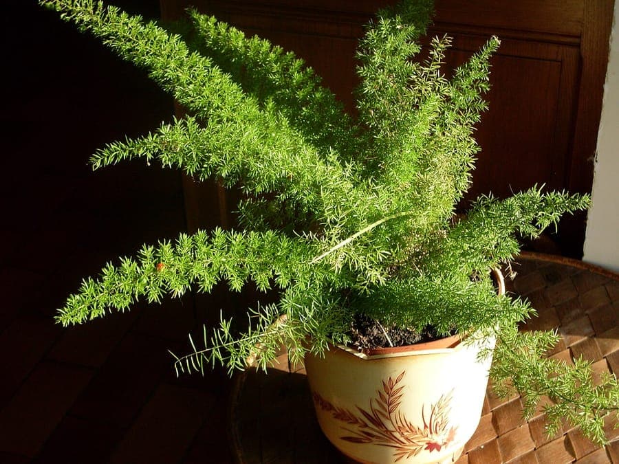 Asparagus densiflorus Sprengers asparagus fern with dense, cascading growth