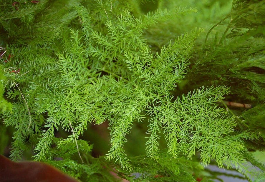 Asparagus setaceus wedding fern with fine, lacy green foliage