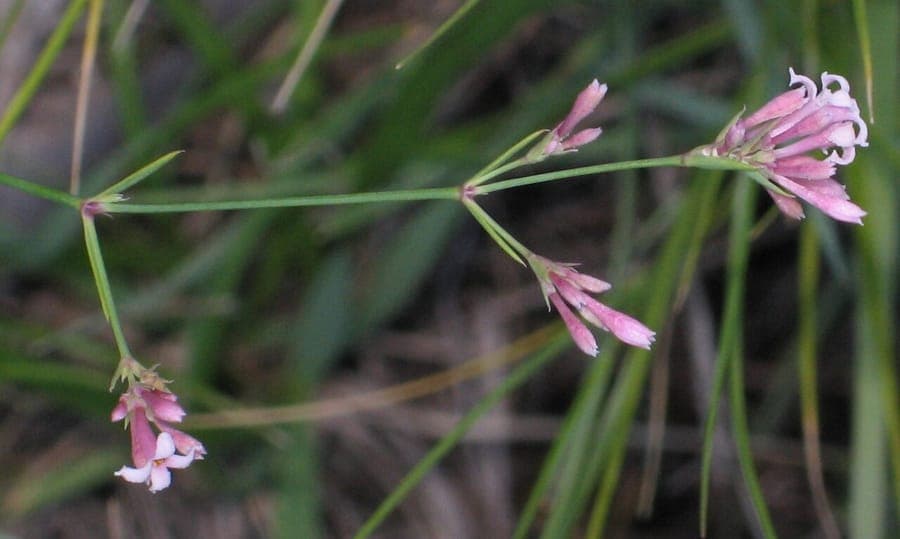 Asperula aristata with small purple flowers and narrow whorled leaves growing in a dry rocky border