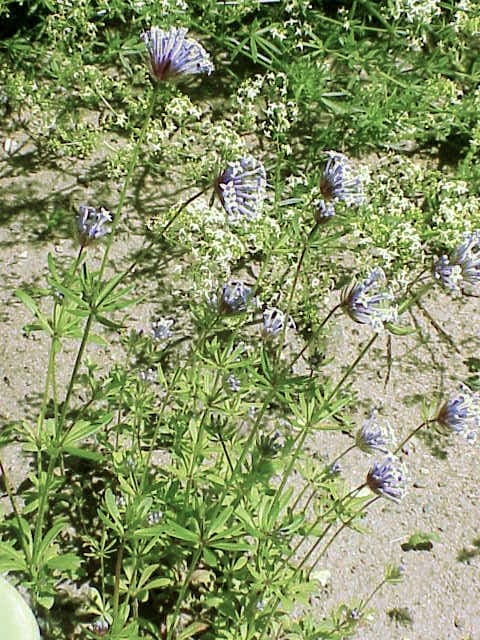 Aspérule des champs en pleine floraison dans un pré ensoleillé, avec des tiges fines et de petites fleurs bleues en étoile