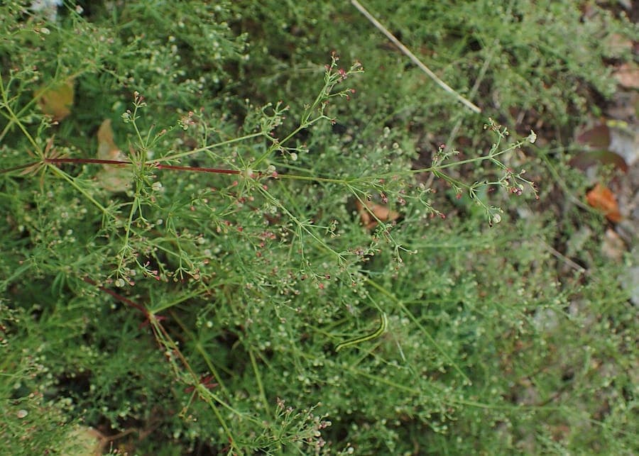 Asperula purpurea mit kleinen purpur-rosafarbenen Bluten und schmalen wirtelstandigen Blattern in einem trockenen Felsbeet