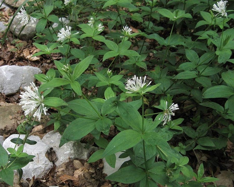 Pink woodruff in bloom under dappled light, showing fine foliage and clusters of white flowers.