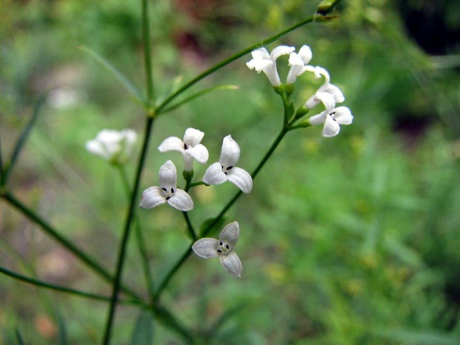 Asperula tinctoria dyers woodruff plant with small delicate pink flowers