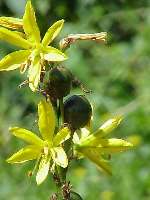Strahlende Blutenähren von Asphodeline lutea