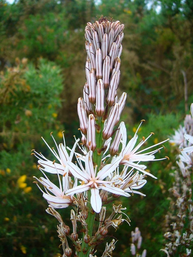 White asphodel with characteristic white, star-shaped flowers on slender green stems