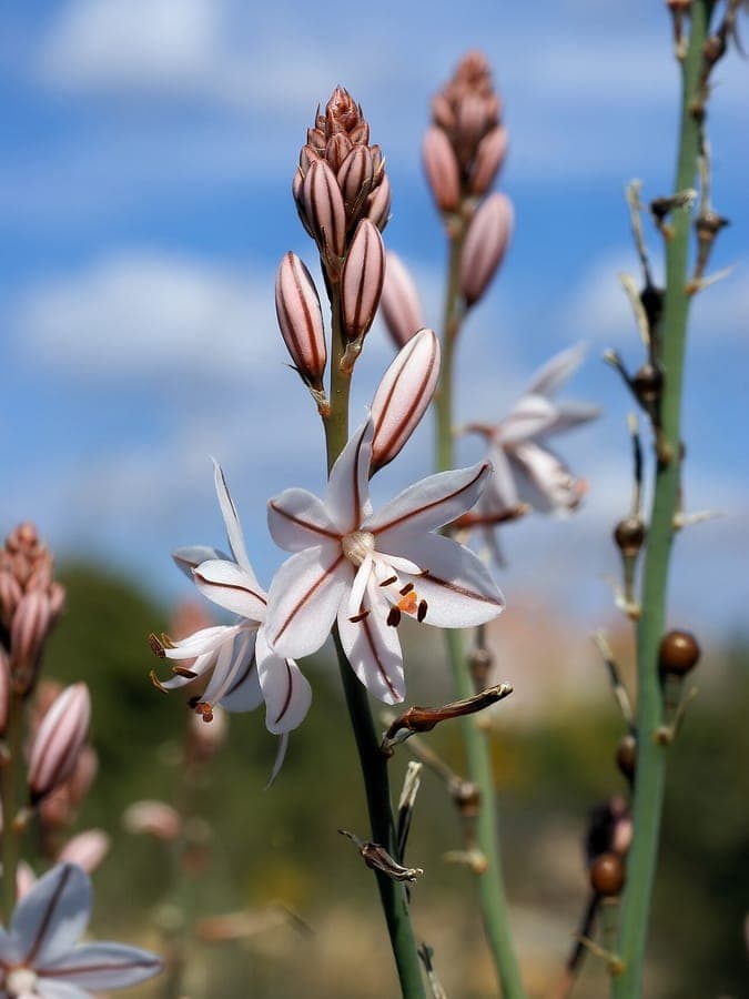 Fleurs blanches de l'asphodèle fistuleuse