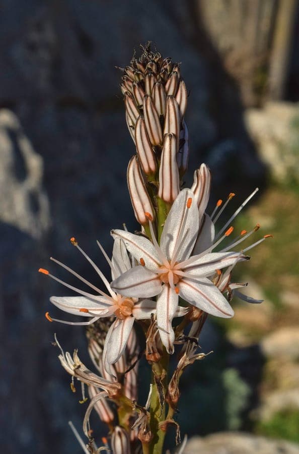 Fleurs blanches de l'asphodèle ramifiée Asphodelus ramosus