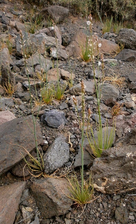 Asphodelus tenuifolius plant