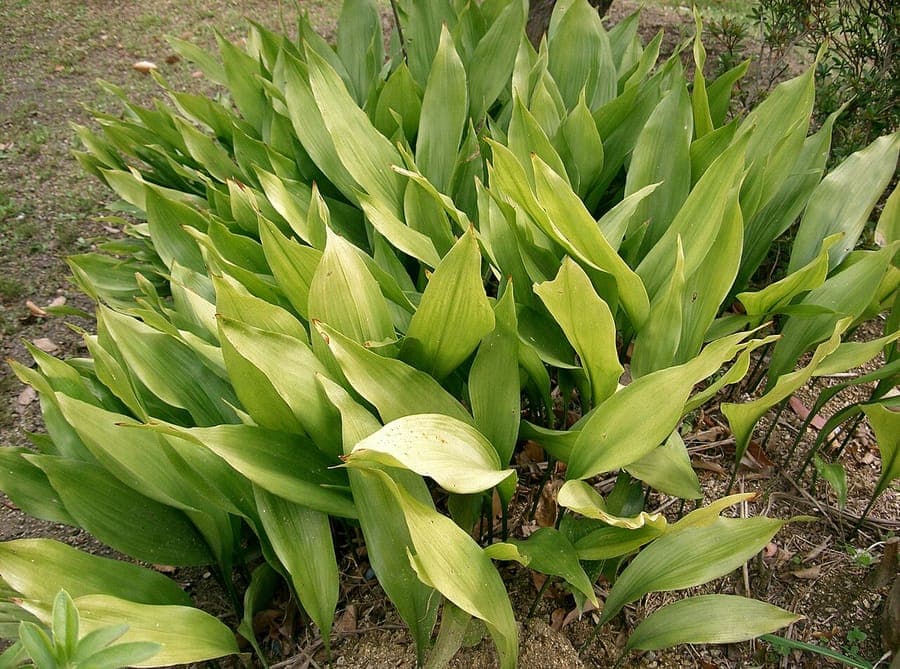 Glanzendes gruenes Laub von Aspidistra elatior mit kleinen Blumen