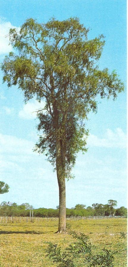 Kebrako (Aspidosperma quebracho-blanco) impressive tree with characteristic branching structure