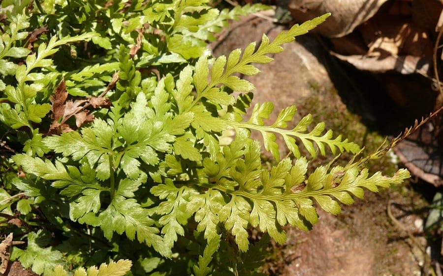 Black spleenwort (Asplenium adiantum-nigrum) growing in a crevice of a stone wall, with glossy dark green fronds and long black stalks.