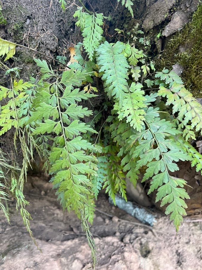 Asplenium aethiopicum varen met fijne bladeren
