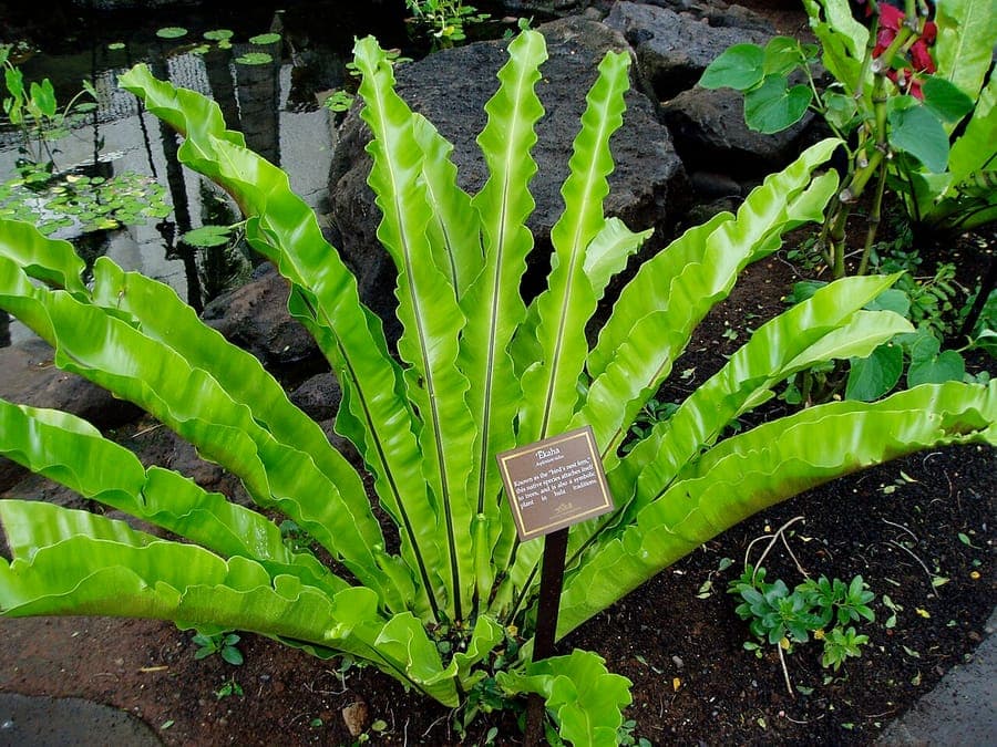 Green fern fronds of Asplenium antiquum with silky texture