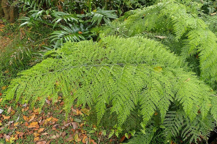 Mother Fern with tiny bulbils on leaves