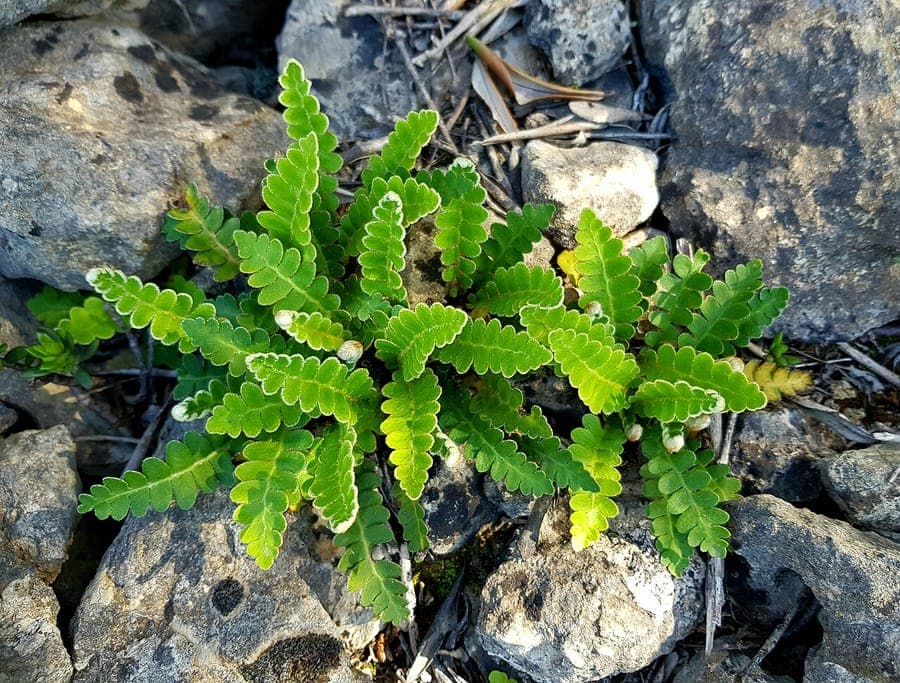 Rusty-backed fern with characteristic feathery fronds covered in golden-brown scales