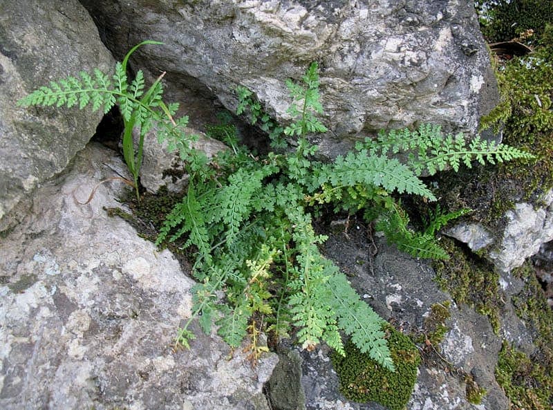 Asplenium fontanum fountain spleenwort in rock wall