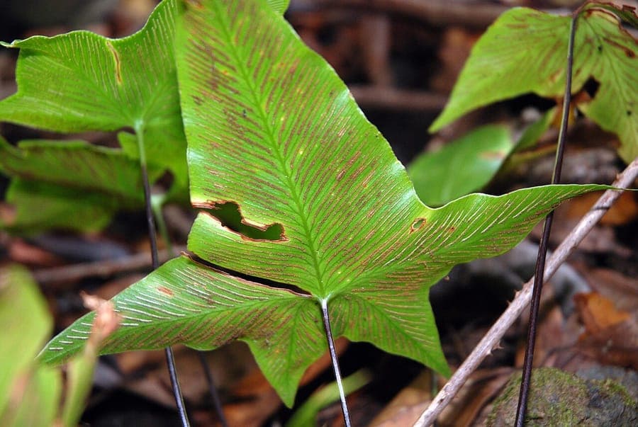 Asplenium hemionitis mit herzförmigen Wedeln
