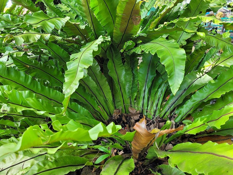 Glaenzend gruene Wedel der Vogelnestfarn Asplenium nidus