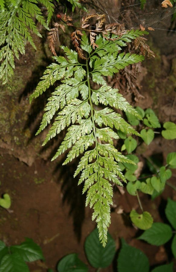 Dark-green fern fronds