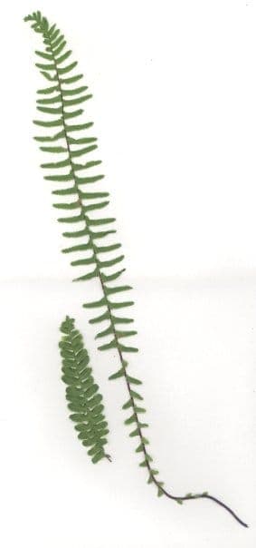 Asplenium platyneuron ebony spleenwort