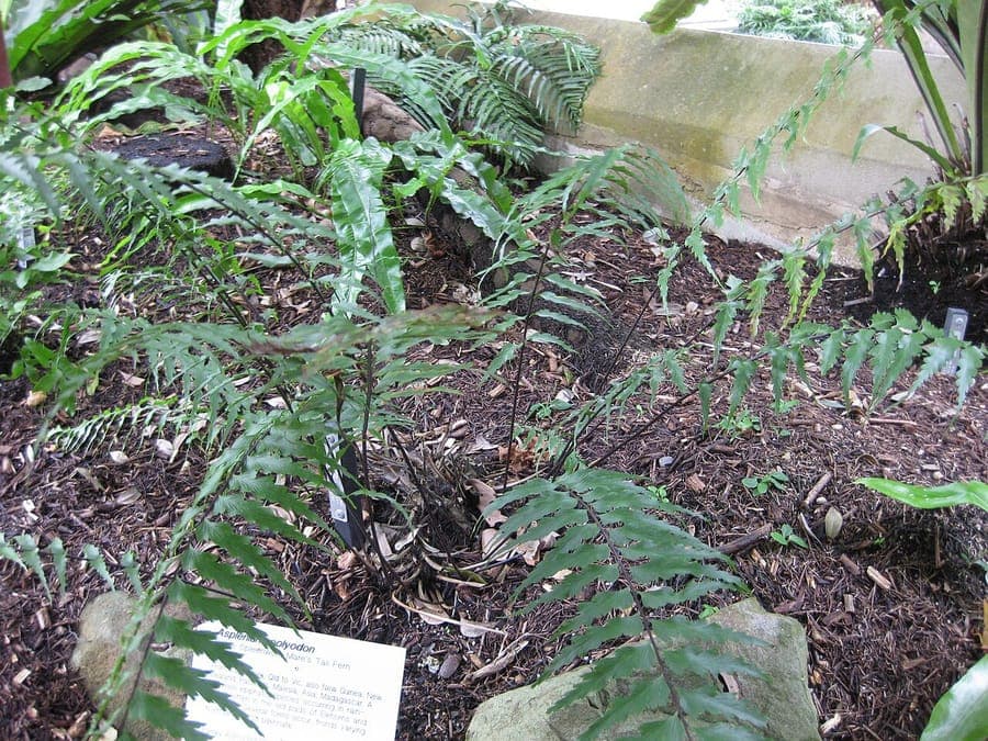 Sickle speenwort fern with delicate, curved fronds in natural habitat