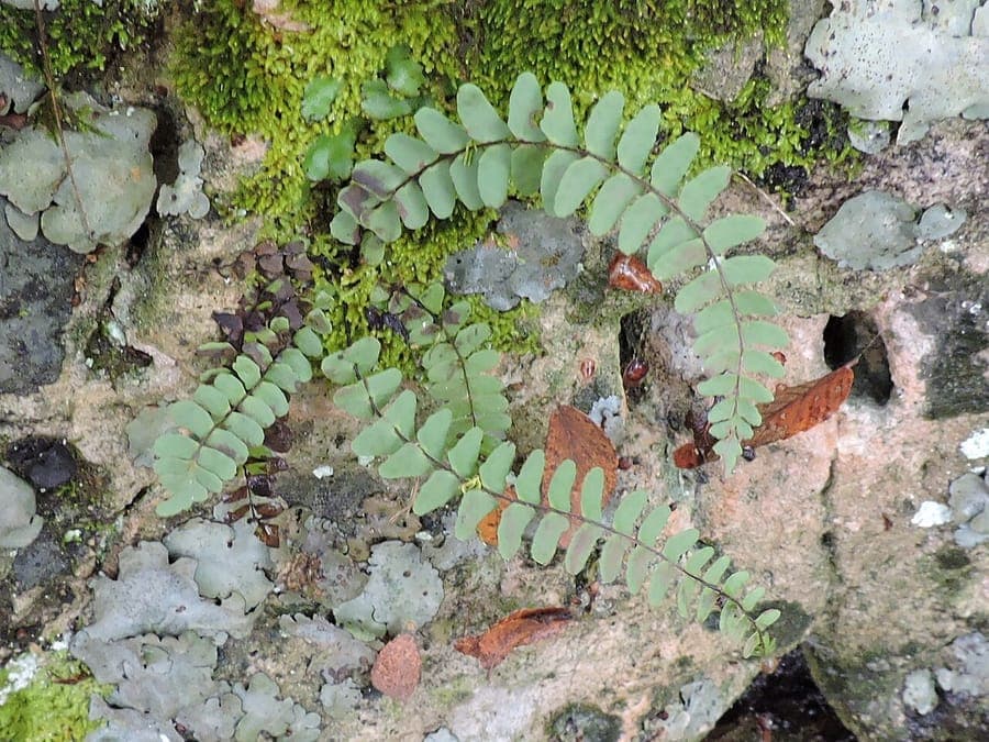 Blackstem Spleenwort fern with dark stems and fine fronds