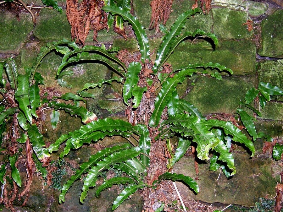 Hart's-tongue fern with glossy, strap-like fronds in a shaded garden nook