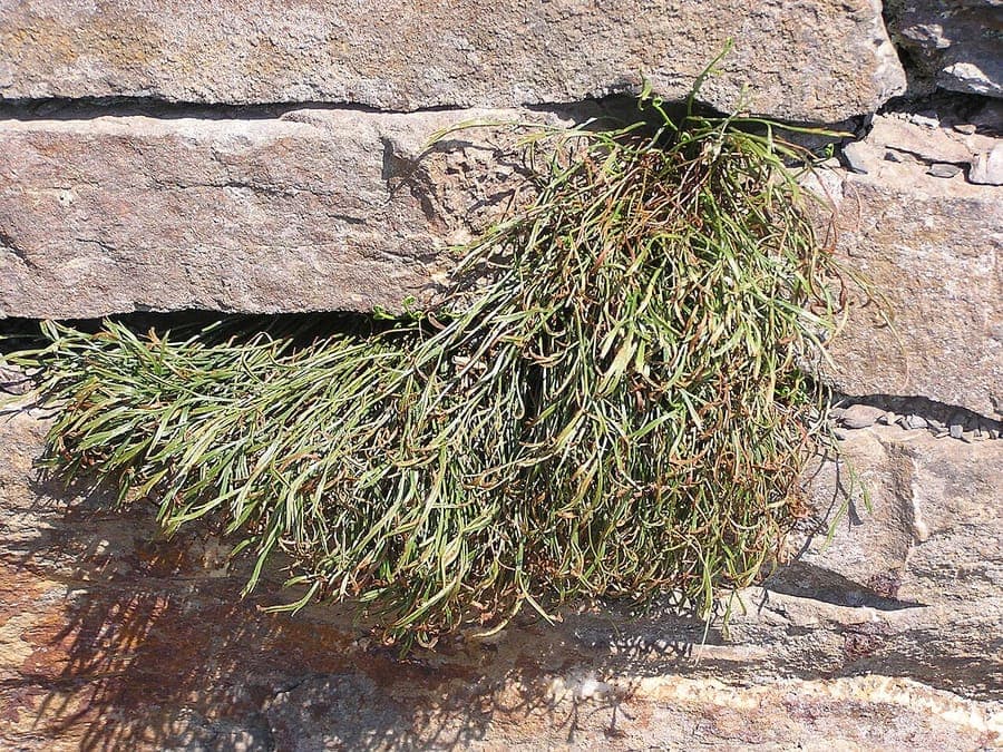 Forked spleenwort growing in cracks of stone walls under partial shade