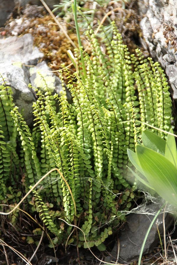 Maidenhair spleenwort growing in cracks of a stone wall with delicate, dark-stemmed fronds