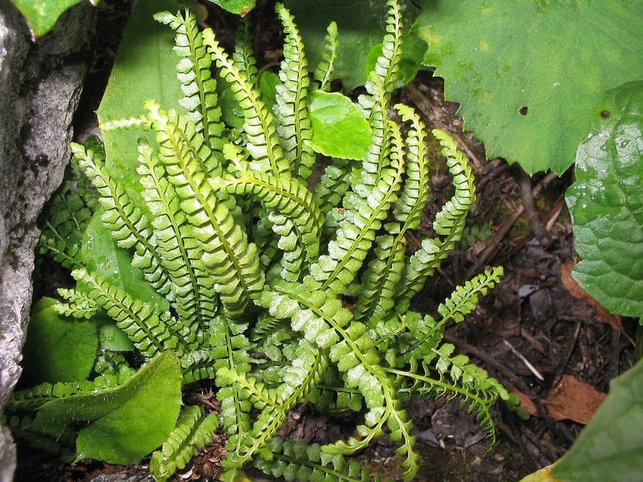 Capillaire vert (Asplenium viride) poussant dans une fente d'un mur calcaire, entouré de mousse et d'air humide.