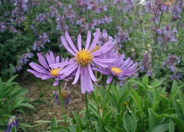 Alpen-Aster (Aster alpinus) mit lila Blüten und feinem Laub in einer felsigen Gartensituation
