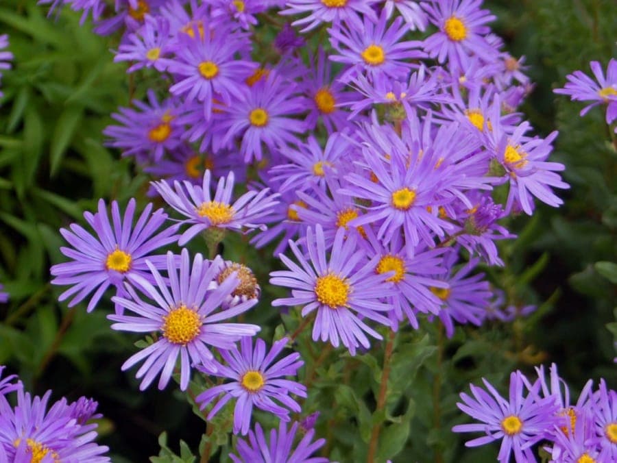 Aster amellus en fleur dans un jardin ensoleillé, avec des tons violets et jaunes