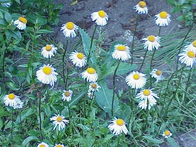 Sky-blue flowers of Aster tongolensis