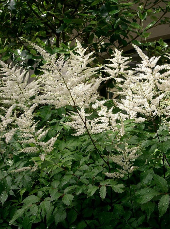 Japanese astilbe with red plumes and delicate foliage