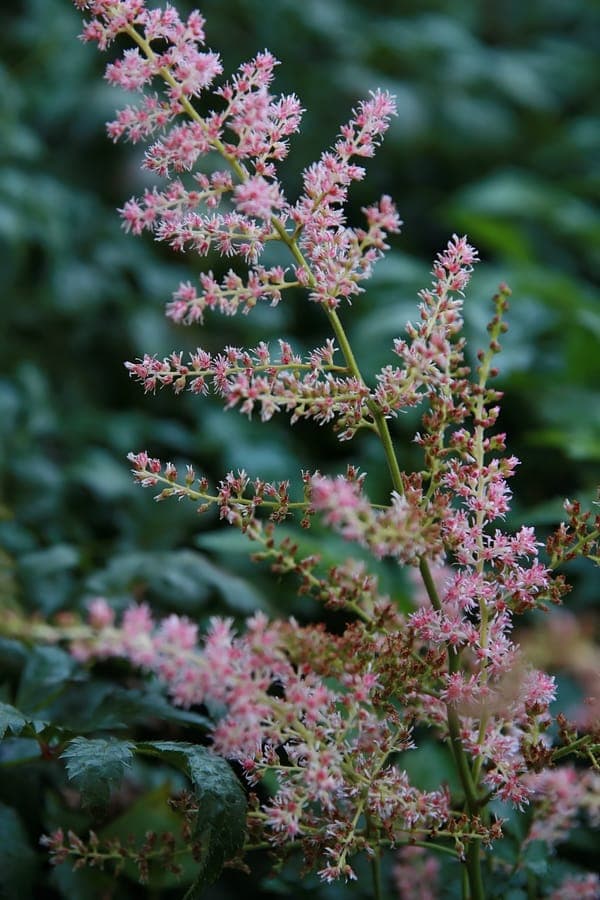 Astilbe simplicifolia plant