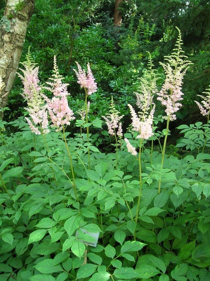 Thunberg's astilbe flower plume